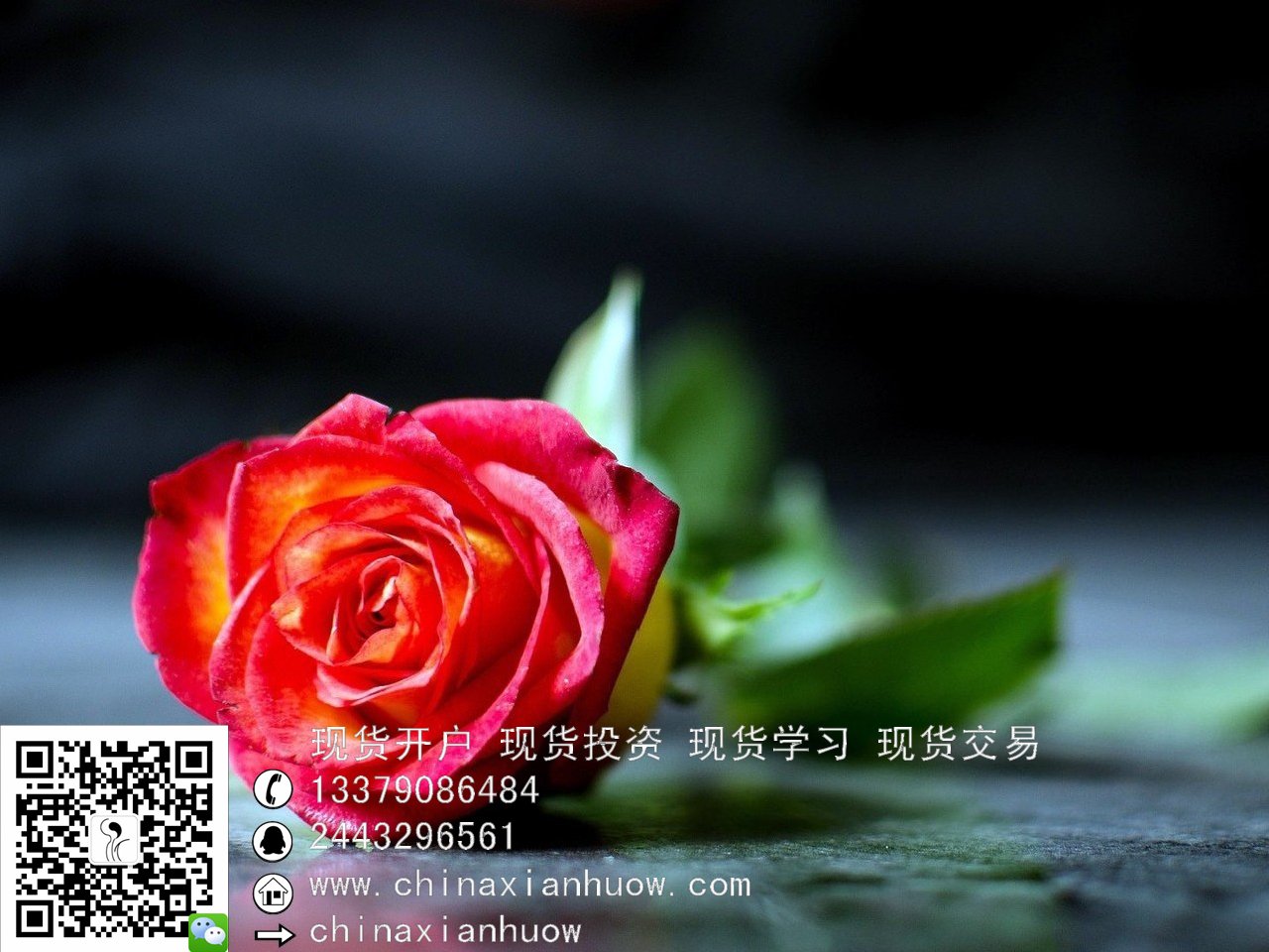 什么做现货(怎么才能做现货交易)