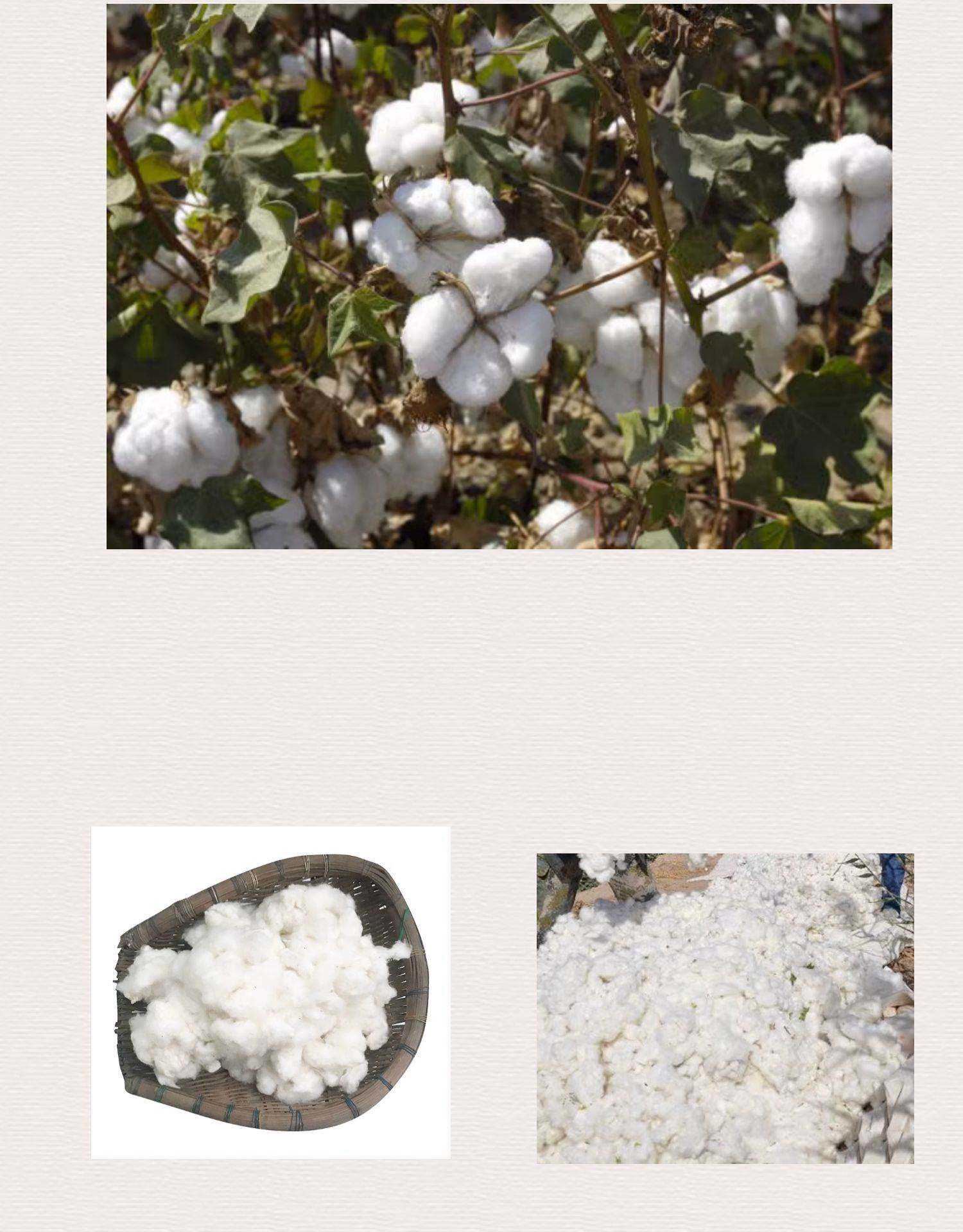 棉花现货(棉花现货价格2026)