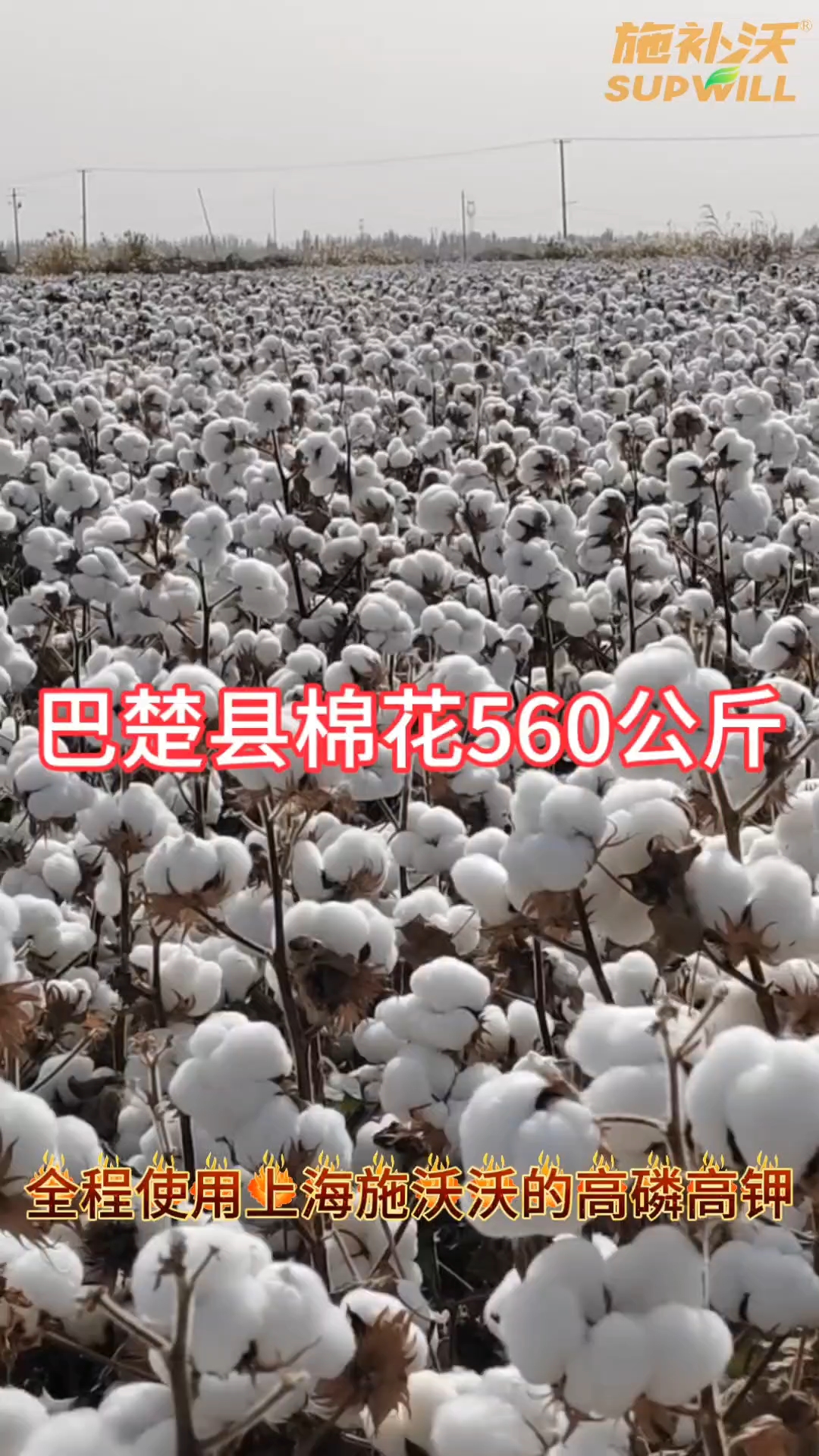 棉花现货(棉花现货价格今日最新消息)