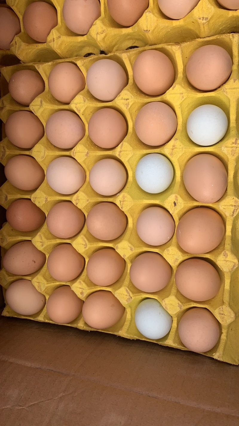 鸡蛋现货(鸡蛋现货反弹后有所回调) 鸡蛋现货(鸡蛋现货反弹后有所回调)