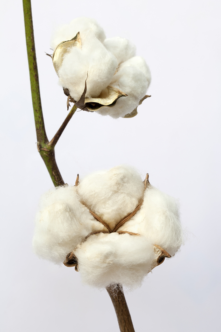 棉花现货(棉花现货与期货价格) 棉花现货(棉花现货与期货价格)