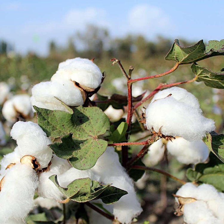 棉花现货(棉花现货与期货价格) 棉花现货(棉花现货与期货价格)